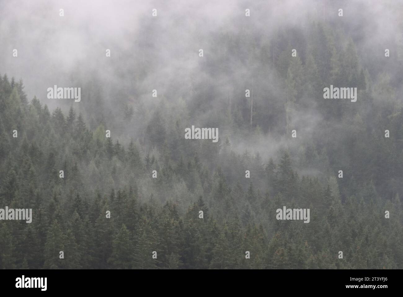 Vista di una foresta di montagna sotto veli grigio-bianchi di nebbia Foto Stock