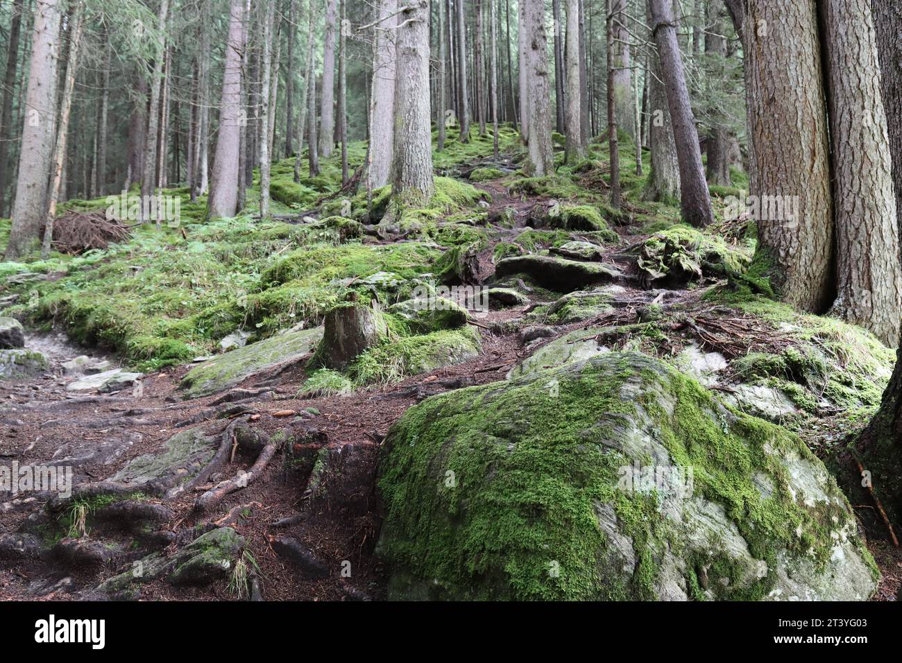 Vista su una splendida foresta alpina di montagna Foto Stock