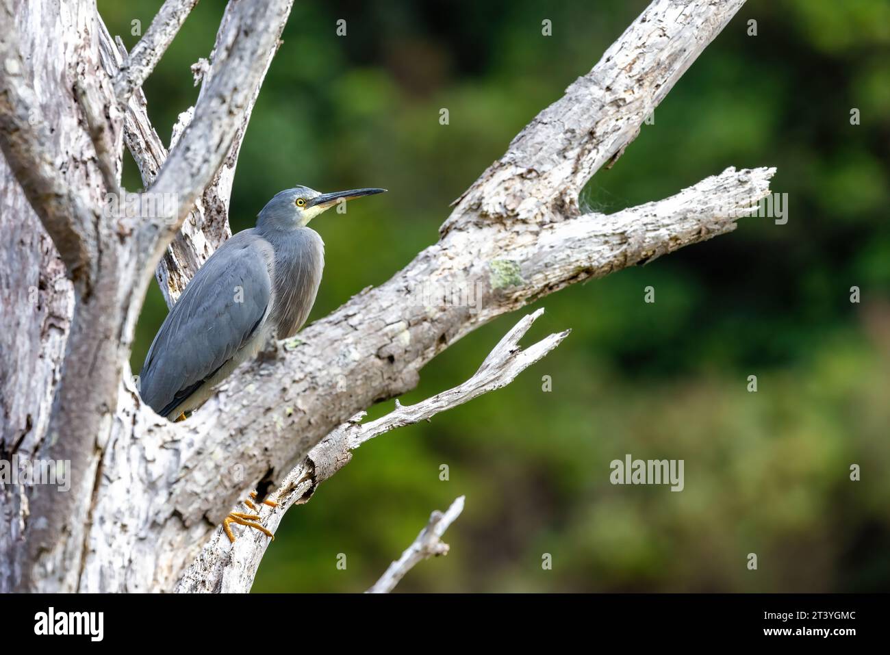 Un airone bianco, egretta novaehollandiae, in un albero di eucalipto morto. A Kennett River, sulla Great Ocean Road, Australia. Foto Stock