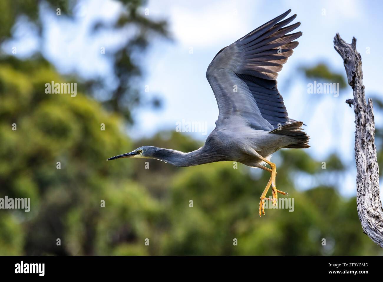 Un airone bianco, egretta novaehollandiae, prende il volo da un albero. Sul fiume Kennett, sulla Great Ocean Road, Australia. Foto Stock
