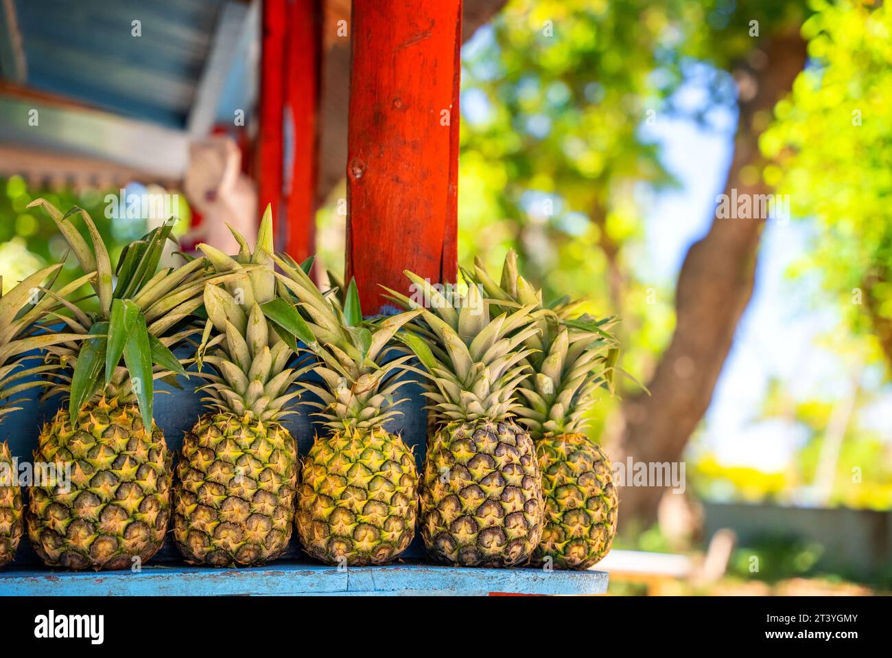 Fila di ananas gialli maturi sul bancone di un negozio di frutta nell'isola tropicale. Spazio libero per la copia sopra Foto Stock