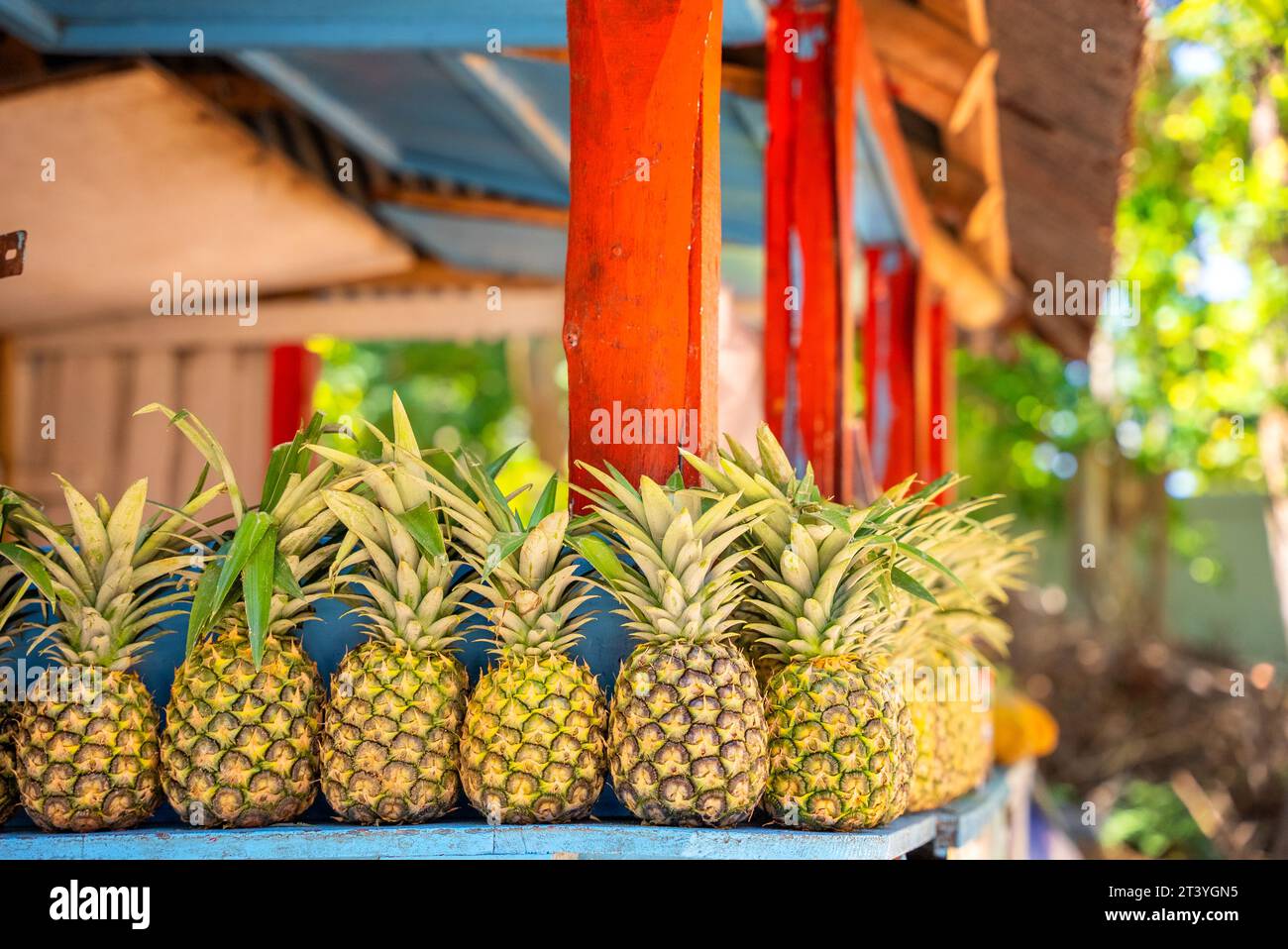 Fila di ananas gialli maturi sul bancone di un negozio di frutta nell'isola tropicale. Spazio libero per la copia sopra Foto Stock
