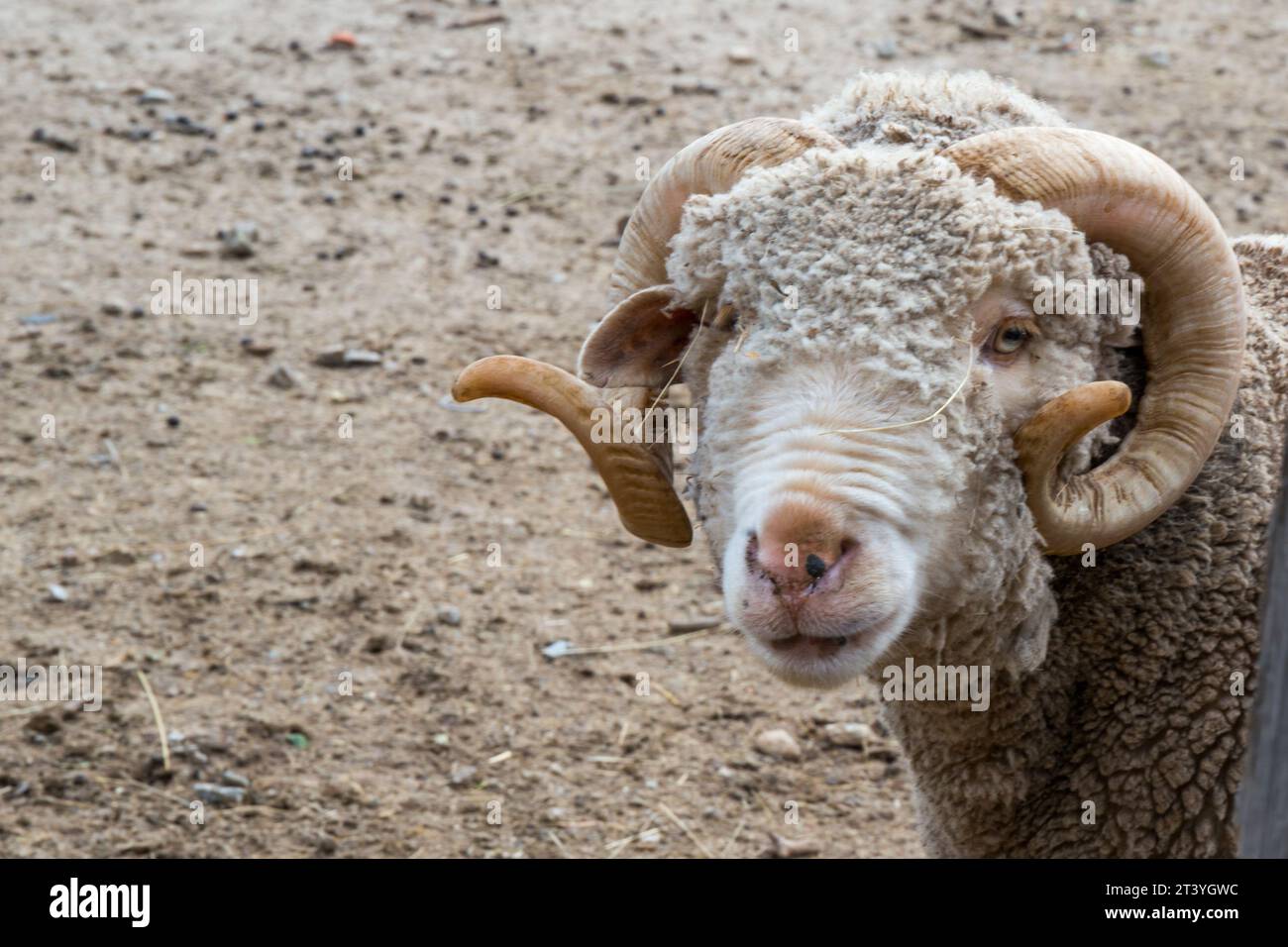 Primo piano delle pecore merino che guardano la macchina fotografica. Rascafria, Spagna Foto Stock