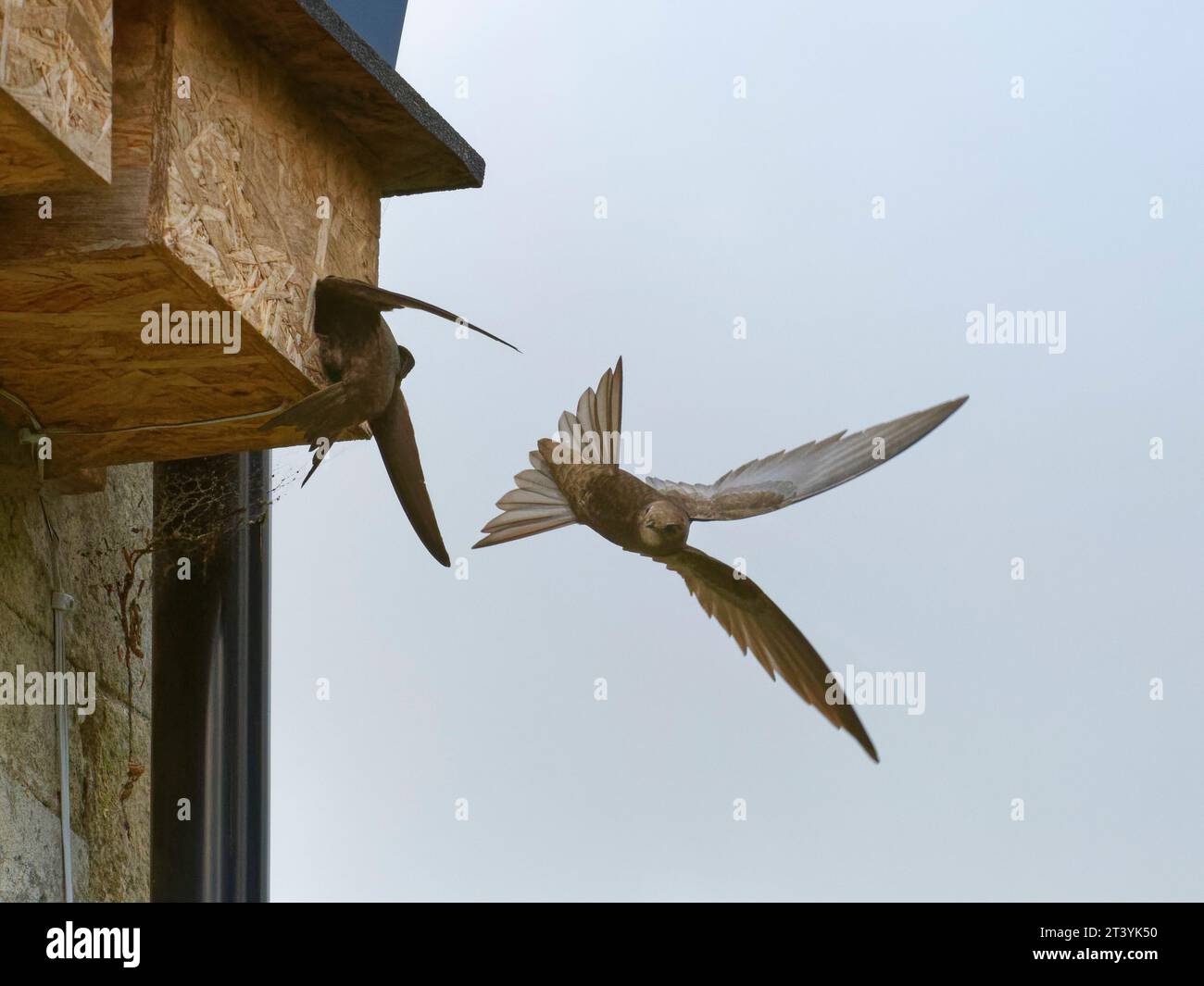Common Swift (Apus apu) giovane adulto, atterra brevemente o "banging" per ispezionare un nido di box mentre il suo compagno freni pneumatici nelle vicinanze, Wiltshire, Inghilterra, Regno Unito, giugno. Foto Stock