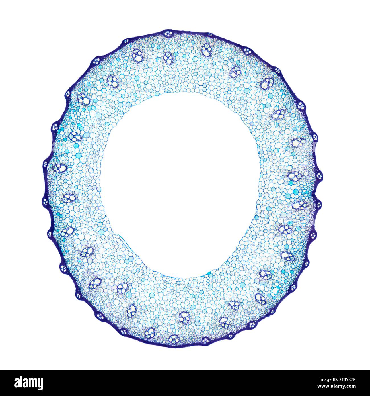 Stelo del grano, sezione trasversale, micrografo 8X. Stelo colorato blu di Triticum al microscopio leggero, un'erba ampiamente coltivata per i suoi semi. Foto Stock