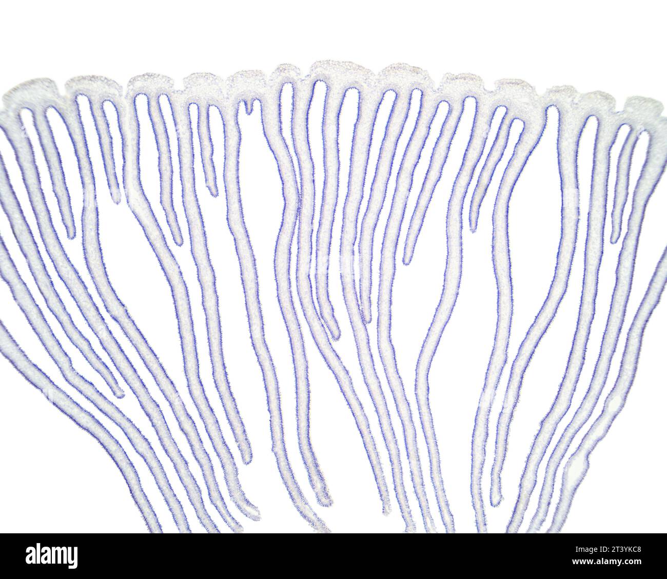 Tappo a fungo con lamelle, fungo agarico, sezione trasversale, micrografo leggero 20X. Tappo colorato e branchie, sezione trasversale sotto il microscopio leggero. Foto Stock