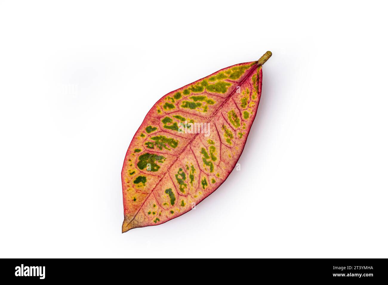 primo piano foglia del fiore di croton al coperto su sfondo bianco Foto Stock