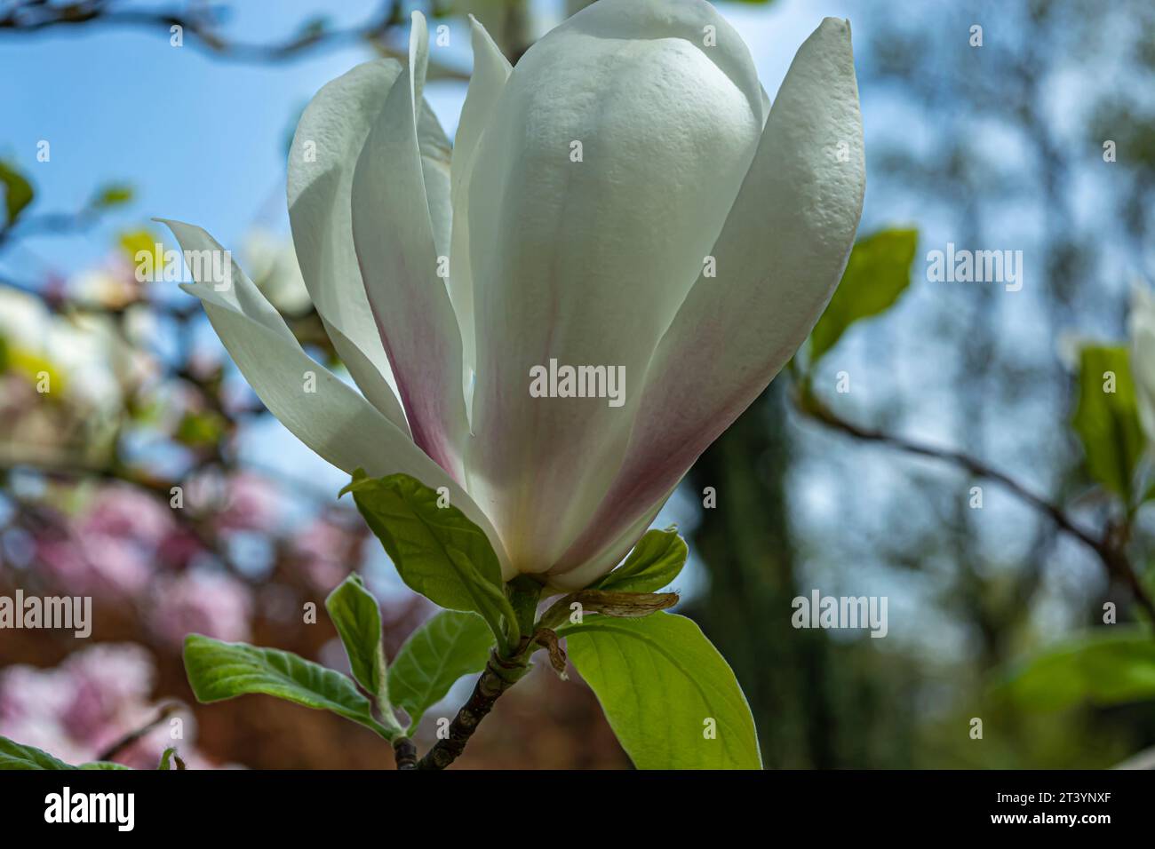 primi piani bokeh effetto magnolia con fiori bianchi Foto Stock