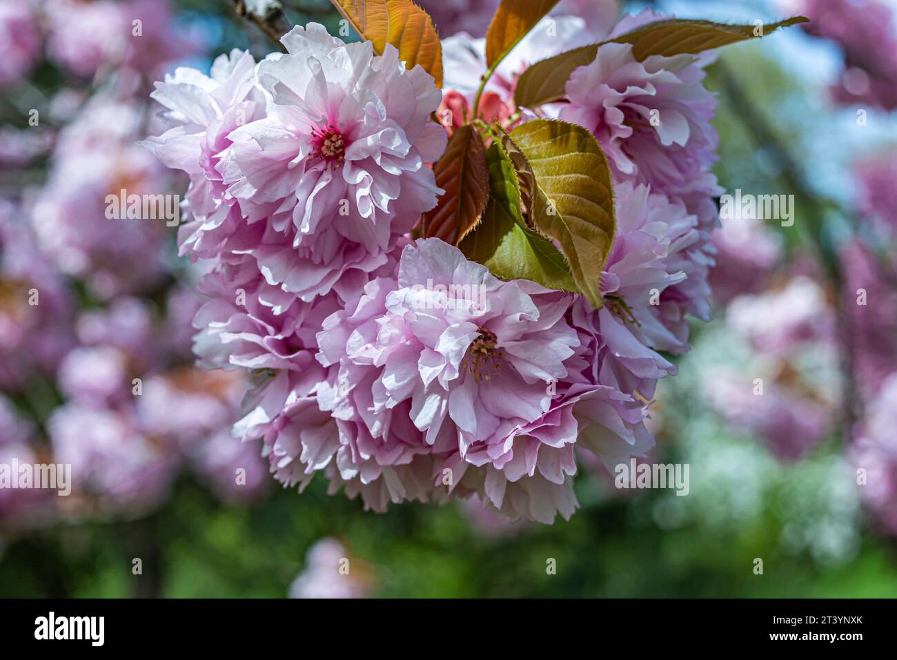 primo piano sakura rosa effetto bokeh Foto Stock