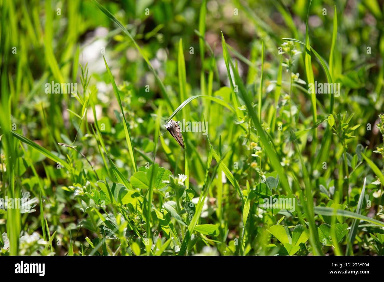 Striscia di capelli rossa (Calycopis cecrops) appesa a una lama di erba verde e vivace Foto Stock