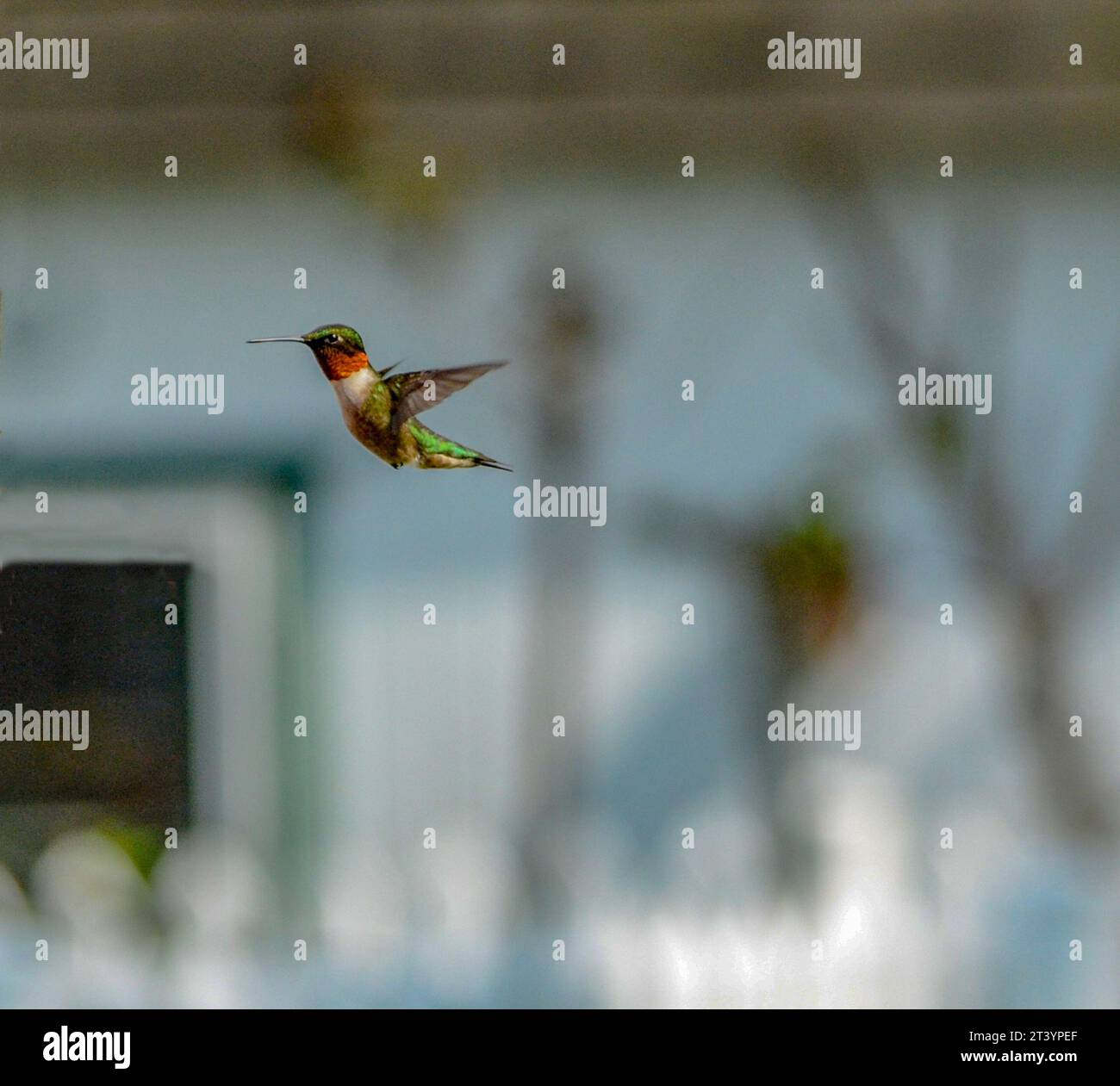 Rubino maschio gettava colibrì in balia Foto Stock