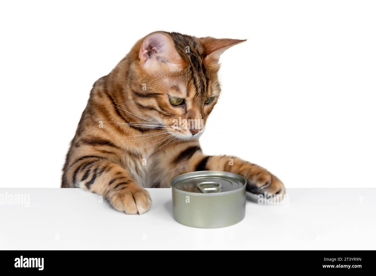 Cibo per gatti e gatti del Bengala su sfondo bianco. Dare da mangiare al gatto. Foto Stock
