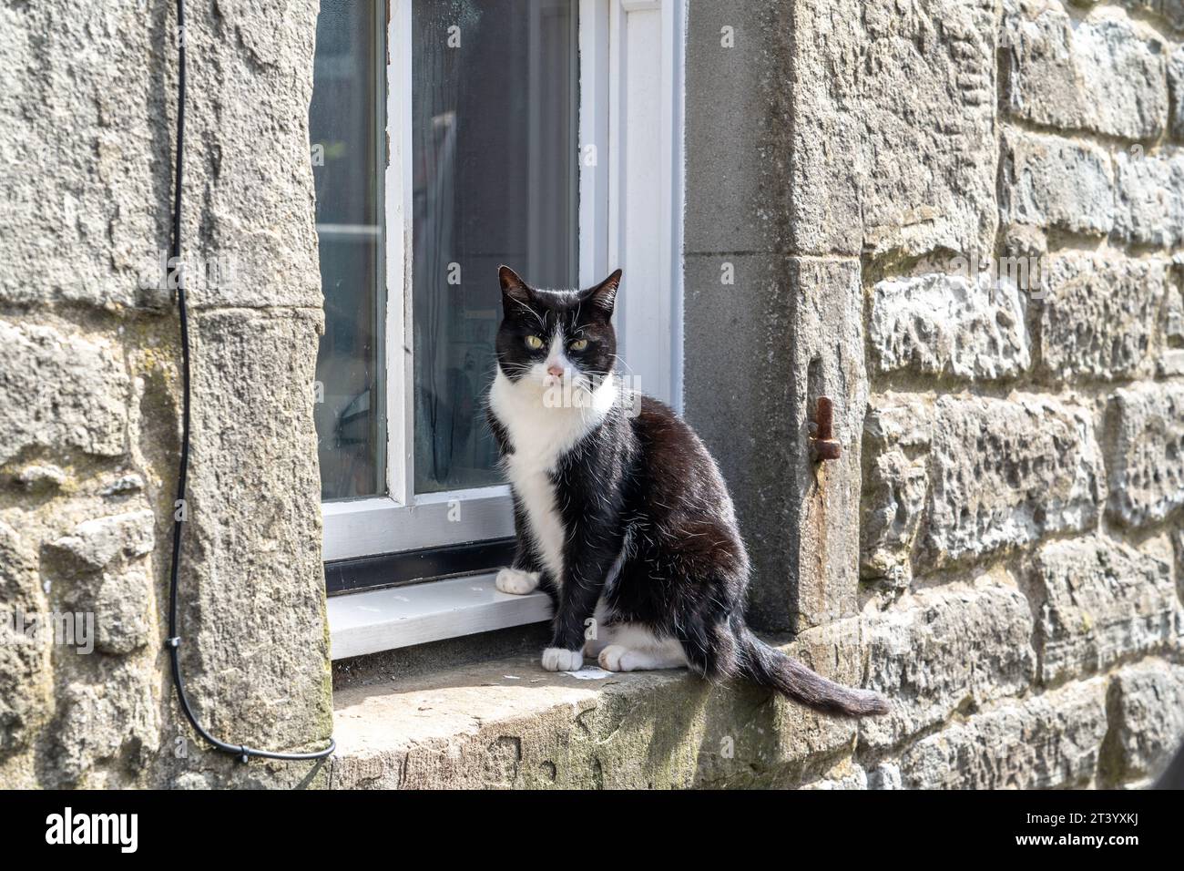 Gatto nella cornice della finestra a Lerwick, Scozia Foto Stock