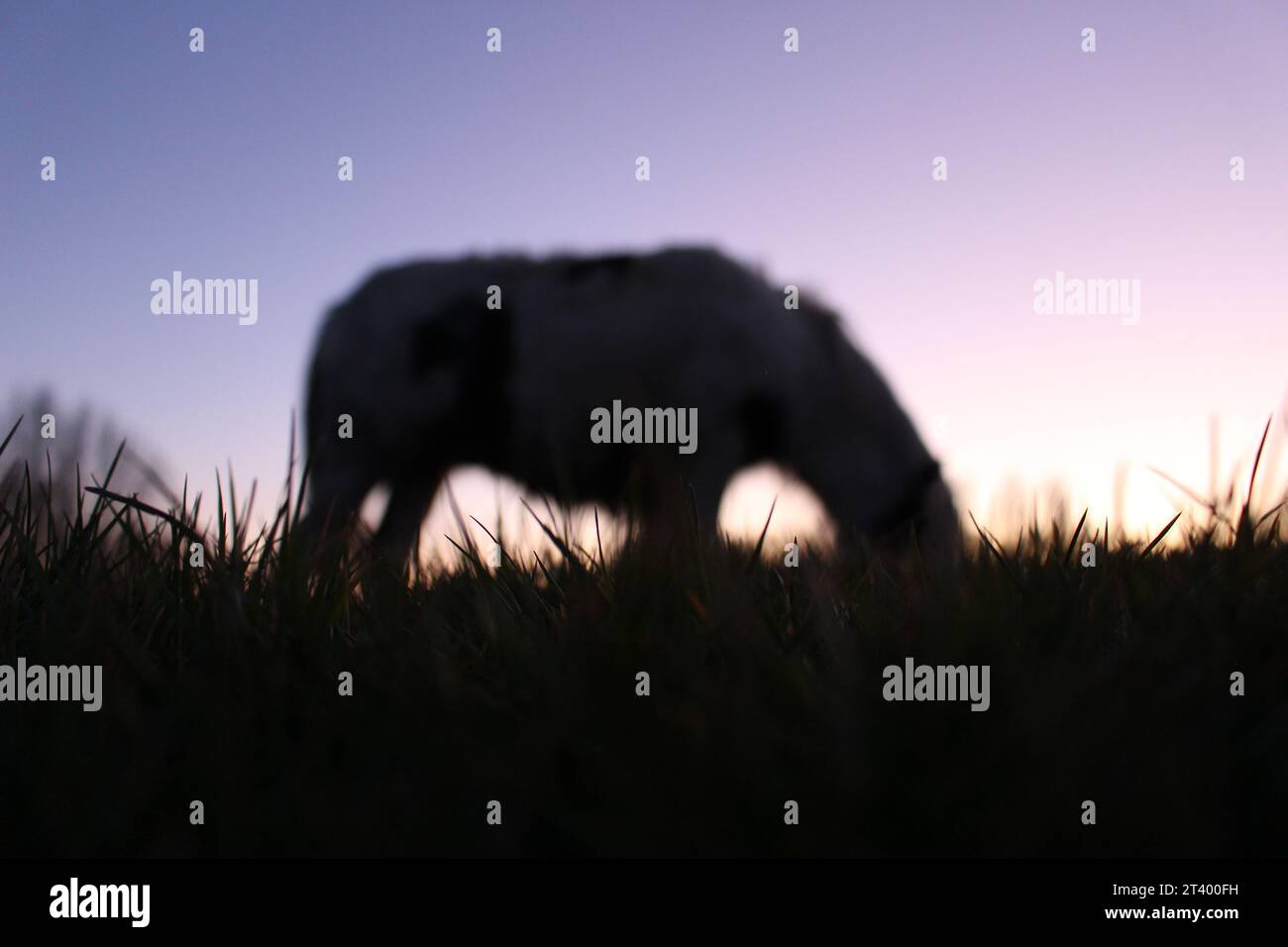 Sagoma di un cavallo che pascolava al crepuscolo visto da terra (Port Meadow, Oxford, Inghilterra, Regno Unito) Foto Stock