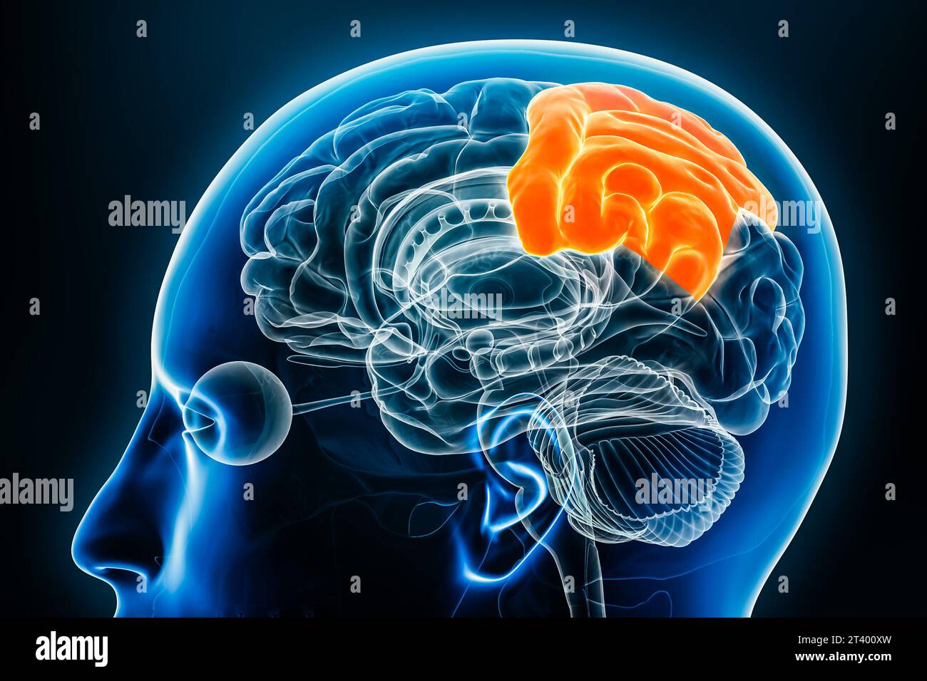 Lobo parietale della vista del profilo della corteccia cerebrale illustrazione di rendering 3D ravvicinato. Anatomia del cervello umano, neurologia, neuroscienza, medicina e salute Foto Stock