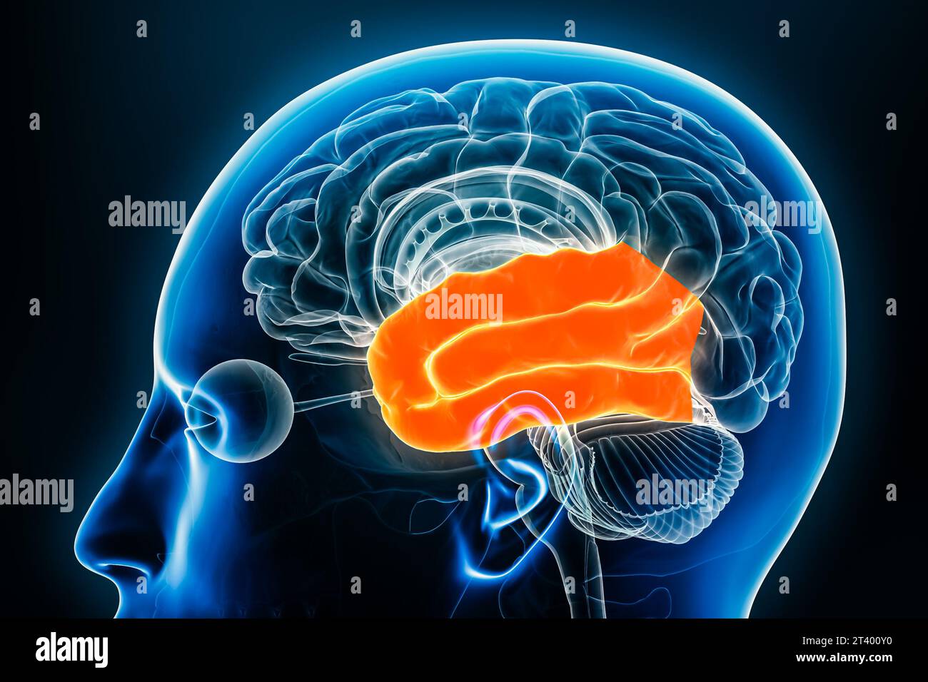 Lobo temporale della vista del profilo della corteccia cerebrale illustrazione di rendering 3D ravvicinato. Anatomia del cervello umano, neurologia, neuroscienza, medicina e salute Foto Stock