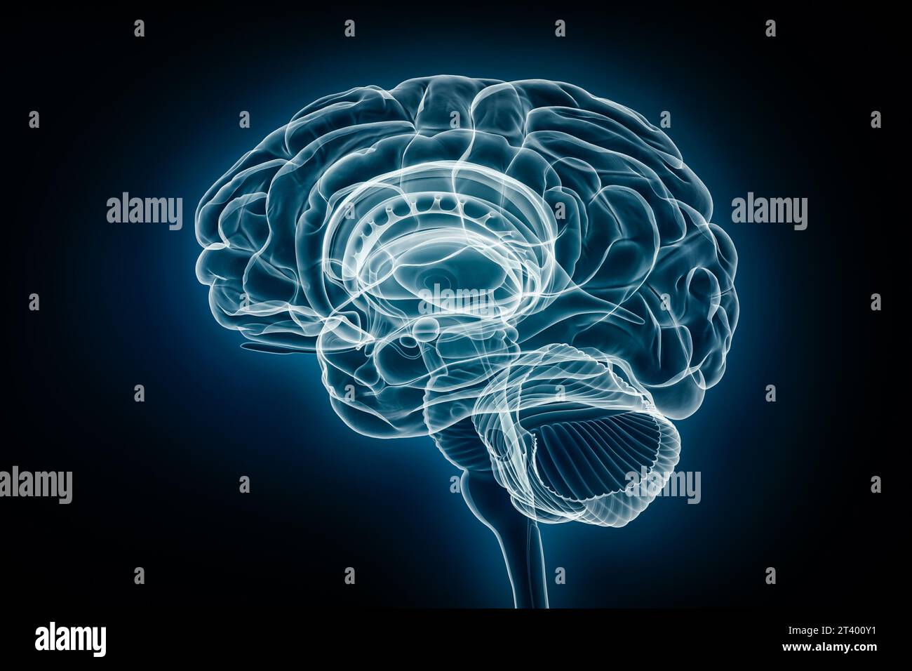 Vista del profilo radiologico dell'illustrazione di rendering 3D cerebrale completo. Anatomia del corpo umano e del sistema nervoso, medico, sanitario, biologia, scienza, neurosci Foto Stock