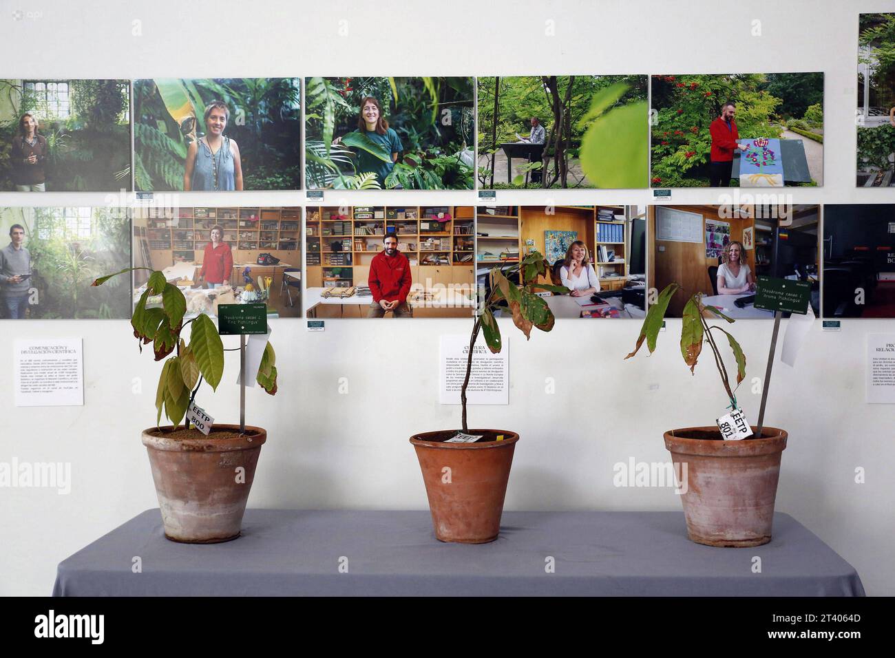 INT-CSIC-ECUADOR-ESPANA-CACAO El embajador del Ecuador en Espana, AndrÃ s Vallejo c, junto a la directora del Real Jardin Botanico-CSIC de Madrid, Maria-Paz Martin iy la vicepresidenta Adjunta de Internacionalizacion y Cooperacion del CSIC, Isabel Diaz Carretero d, durante la entrega de la primera planta de cacao de la variedad nacional fino arooma, en el Real Jardin Botanico en Madrid. FIN-INT-CSIC-ECUADOR-ESPAÃA-CACAO-92e025cafbff34470ed205c616c0eaae *** INT CSIC ECUADOR SPAGNA CACAO l'ambasciatore dell'Ecuador in Spagna, AndrÃ S Vallejo c, insieme al direttore del Real Jardin Botanico Foto Stock