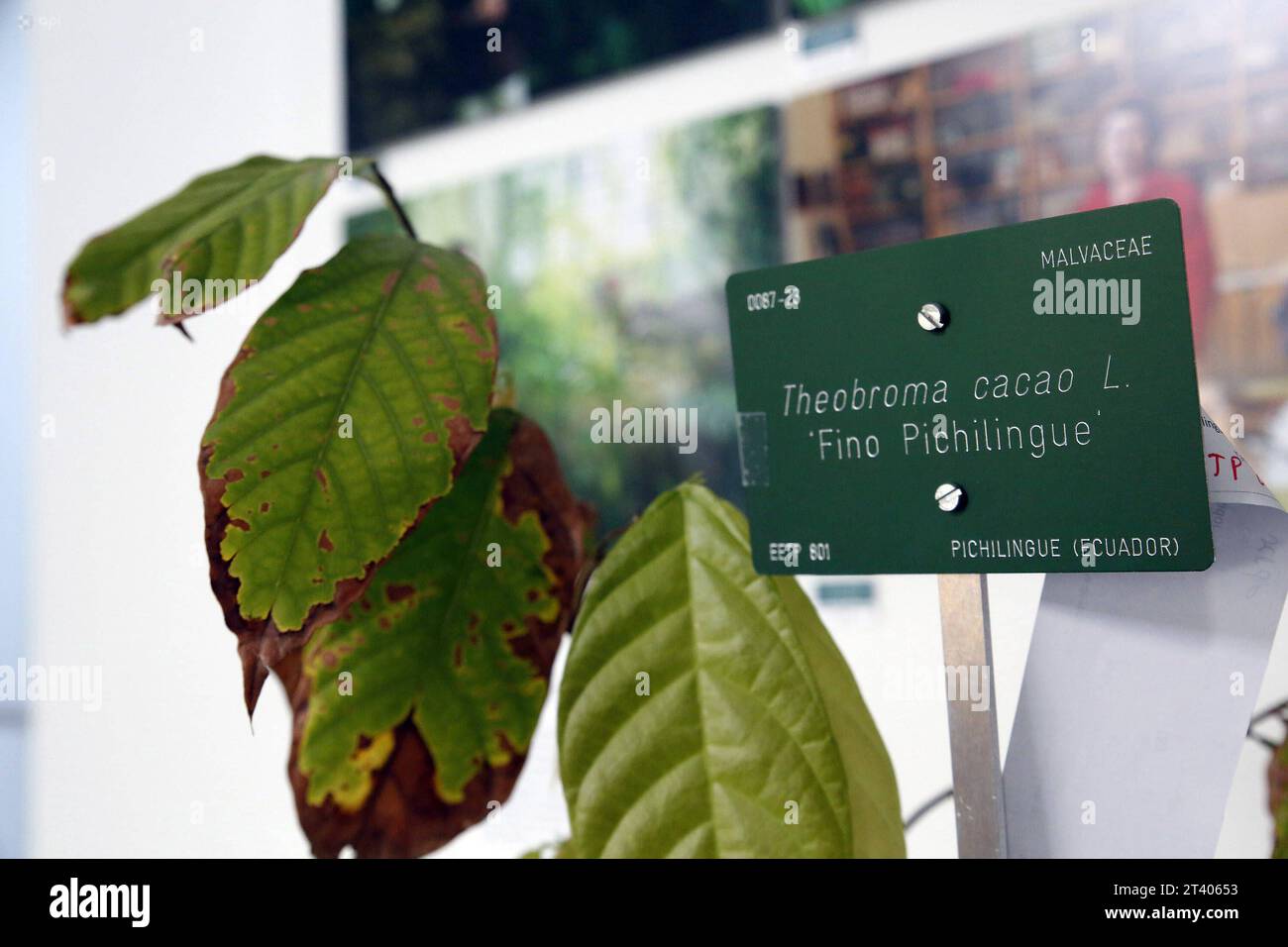 INT-CSIC-ECUADOR-ESPANA-CACAO El embajador del Ecuador en Espana, AndrÃ s Vallejo c, junto a la directora del Real Jardin Botanico-CSIC de Madrid, Maria-Paz Martin iy la vicepresidenta Adjunta de Internacionalizacion y Cooperacion del CSIC, Isabel Diaz Carretero d, durante la entrega de la primera planta de cacao de la variedad nacional fino arooma, en el Real Jardin Botanico en Madrid. FIN-INT-CSIC-ECUADOR-ESPAÃA-CACAO-d338779b76c109b4f3fe6d0d3ca869c2 *** INT CSIC ECUADOR SPAGNA CACAO l'Ambasciatore dell'Ecuador in Spagna, AndrÃ S Vallejo c, insieme al Direttore del Real Jardin Botanico Foto Stock