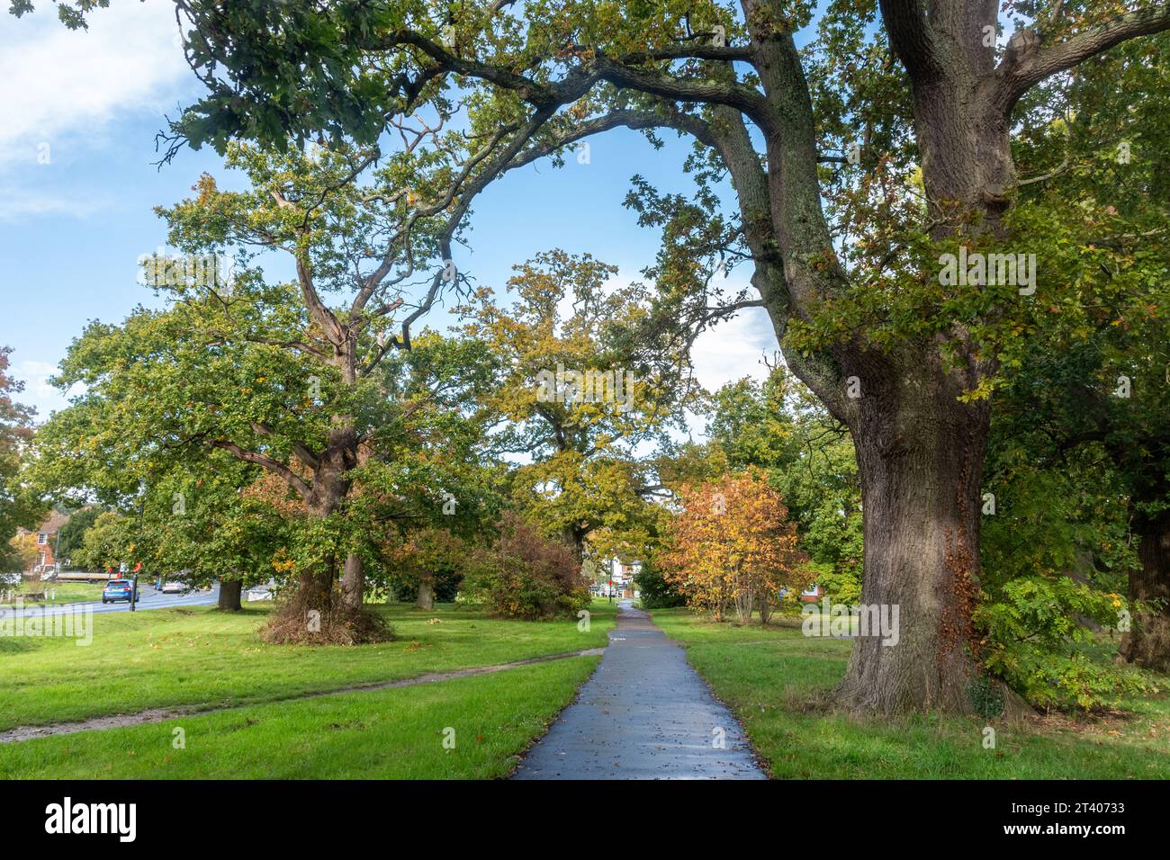 Vista di Hartley Wintney Common in autunno, querce sul centro di commons, Hampshire, Inghilterra, Regno Unito Foto Stock