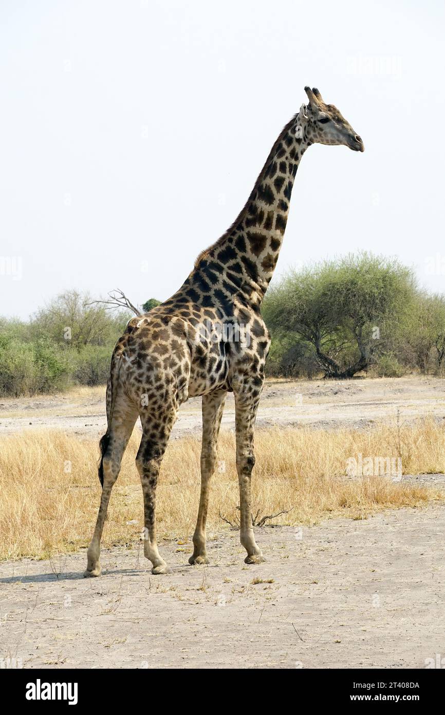 Giraffa angolana, giraffa namibiana, giraffa smokey, Girafe d'Angola, Giraffa camelopardalis angolensis, angolai zsiráf, Parco Nazionale Chobe, Botswana Foto Stock