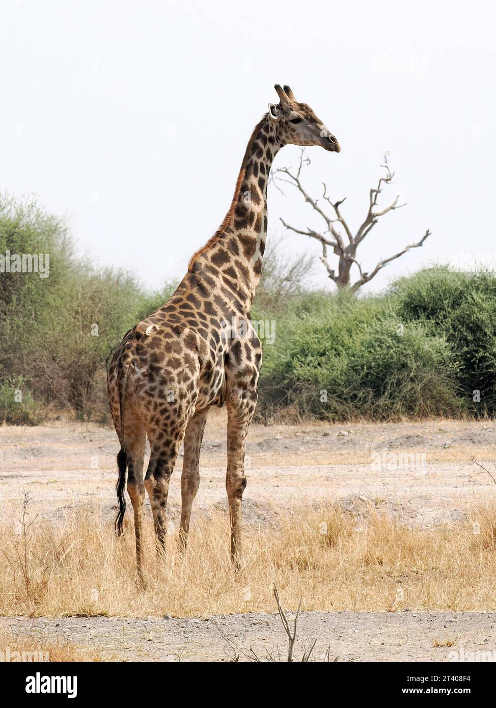 Giraffa angolana, giraffa namibiana, giraffa smokey, Girafe d'Angola, Giraffa camelopardalis angolensis, angolai zsiráf, Parco Nazionale Chobe, Botswana Foto Stock