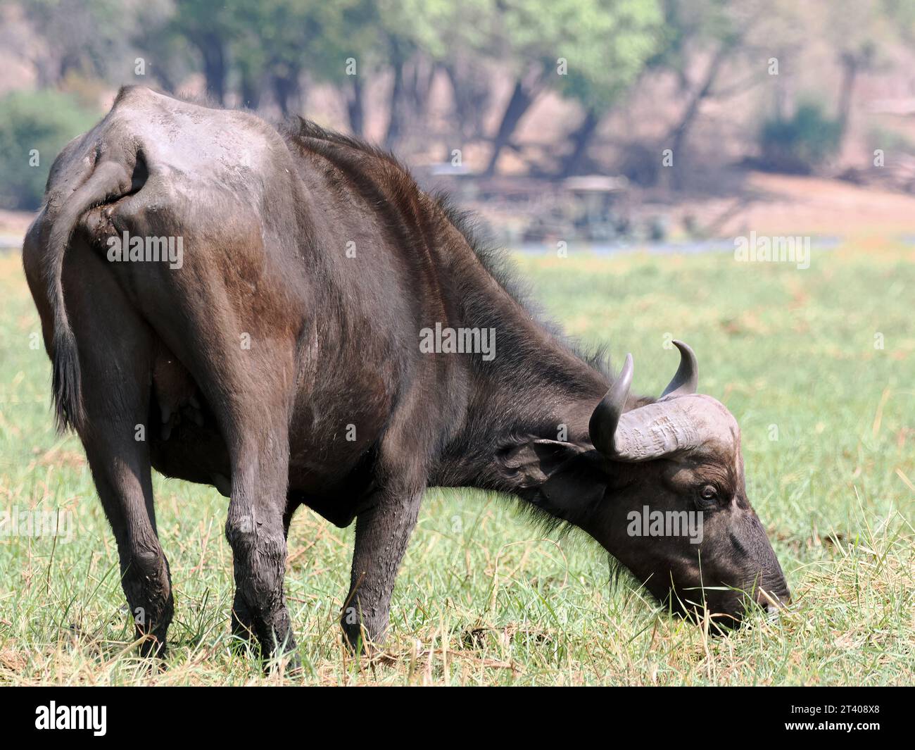 Bufalo del Capo, bufalo africano, Kaffernbüffel, buffer d'Afrique, Syncerus caffer caffer, kafferbivaly, Parco Nazionale Chobe, Botswana, Africa Foto Stock