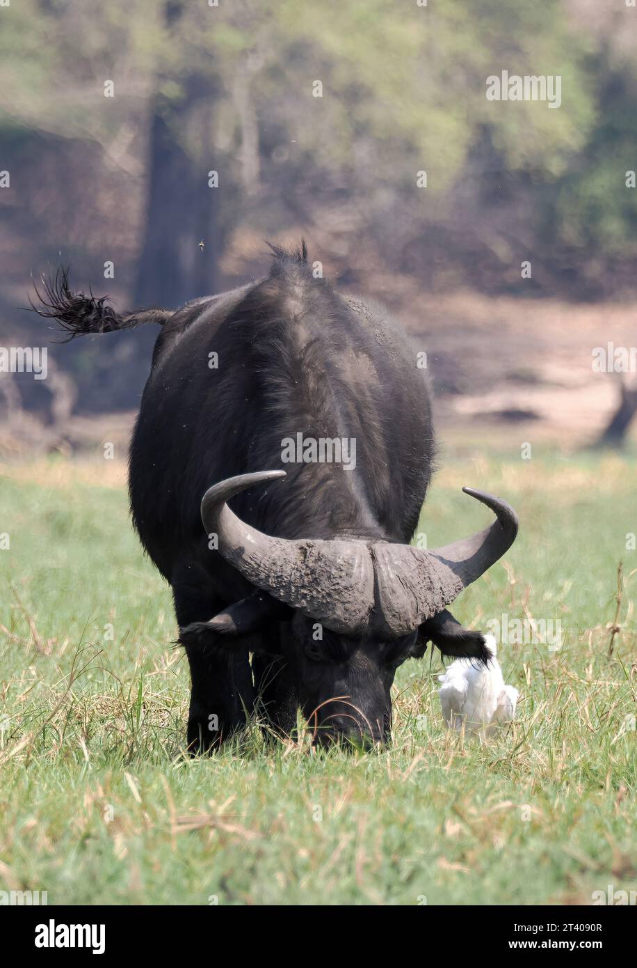 Bufalo del Capo, bufalo africano, Kaffernbüffel, buffer d'Afrique, Syncerus caffer caffer, kafferbivaly, Parco Nazionale Chobe, Botswana, Africa Foto Stock