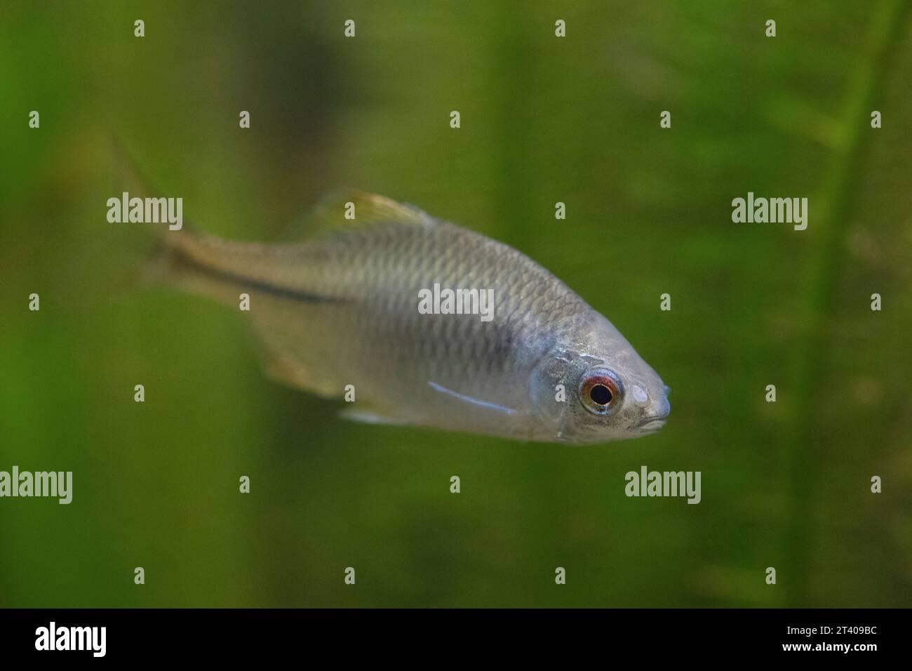 Amaro europeo (Rhodeus amarus / Cyprinus amarus) pesci d'acqua dolce europei che nuotano sott'acqua in rivulet / ruscello Foto Stock