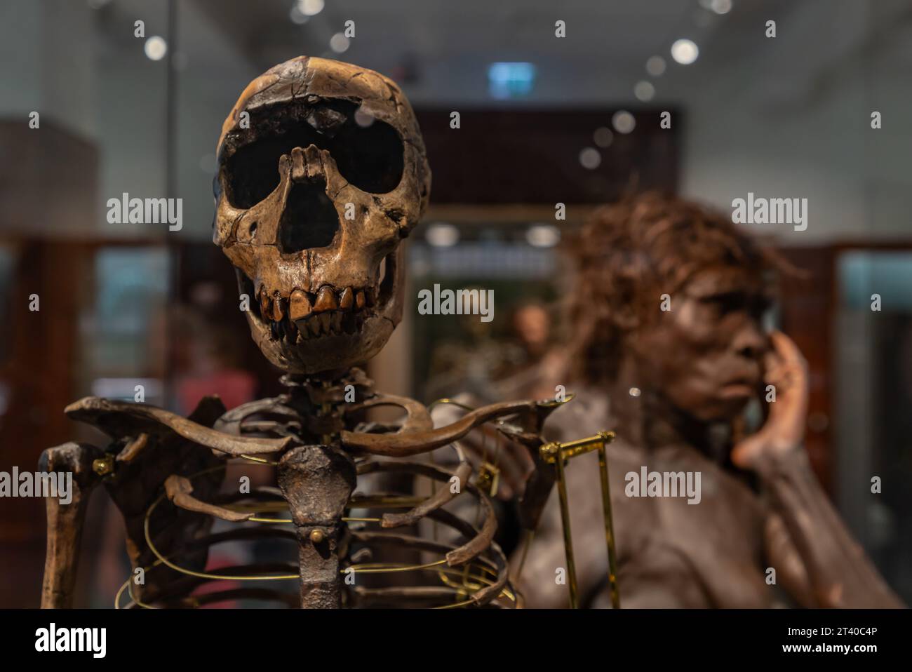 Una foto di uno scheletro di un uomo antico al Museo di storia naturale di Oslo. Foto Stock