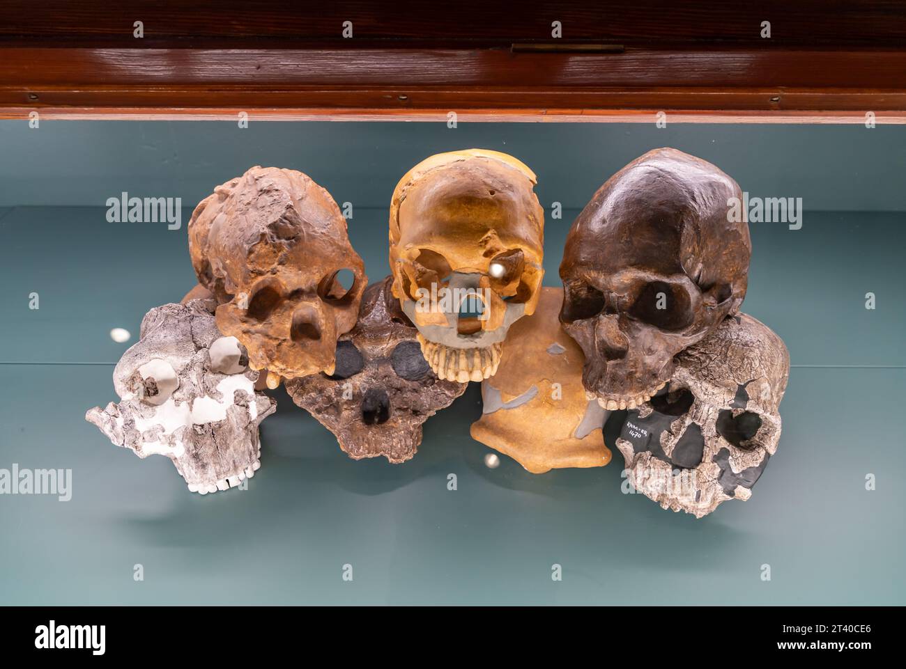 Una foto di teschi di umani antichi al Museo di storia naturale di Oslo. Foto Stock