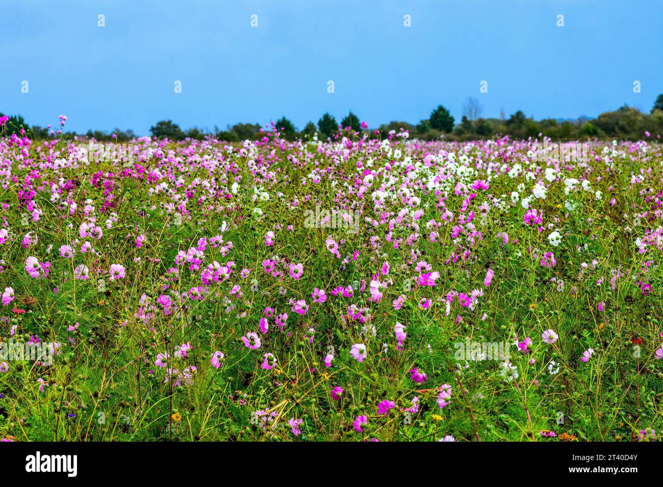 Grande campo agricolo di piante Cosmos in piena fioritura - Indre (36), Francia. Foto Stock