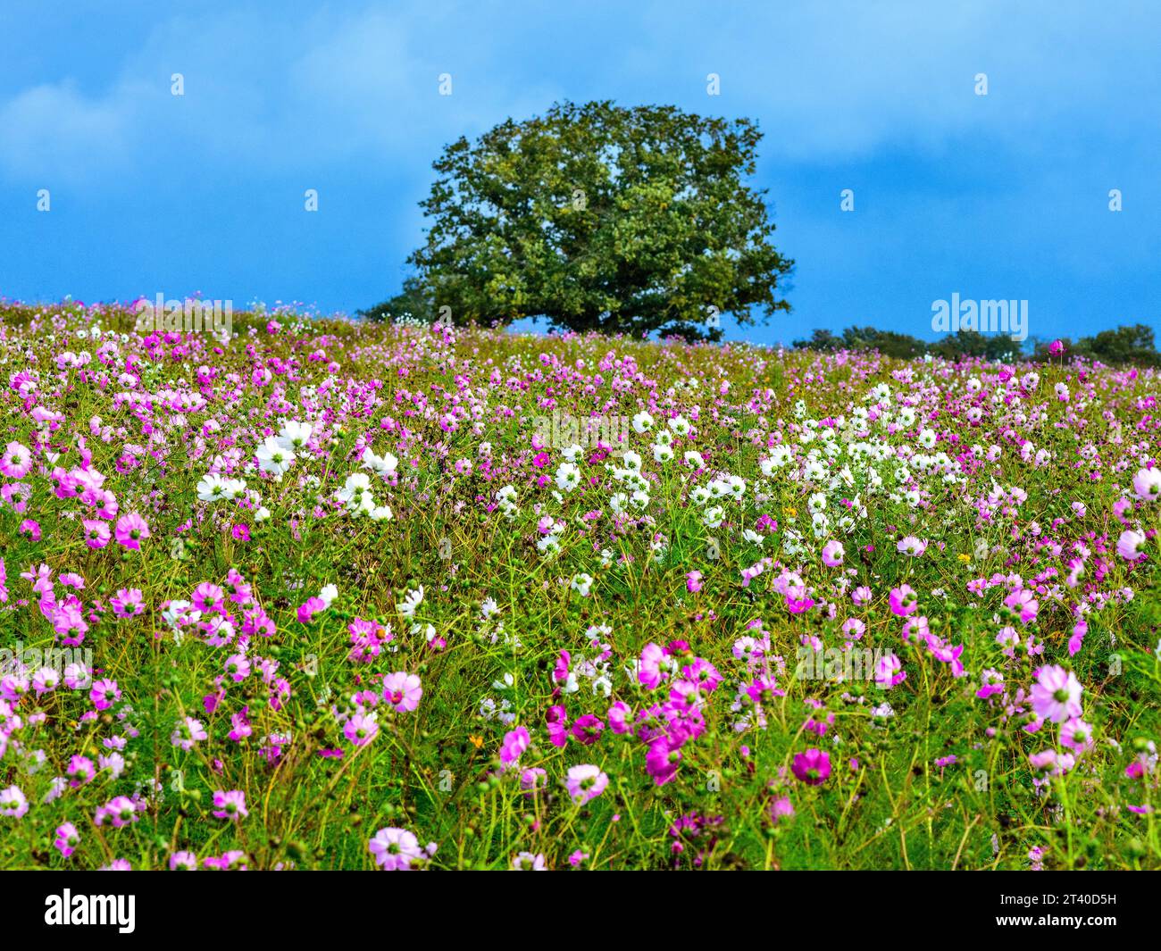 Grande campo agricolo di piante Cosmos in piena fioritura - Indre (36), Francia. Foto Stock