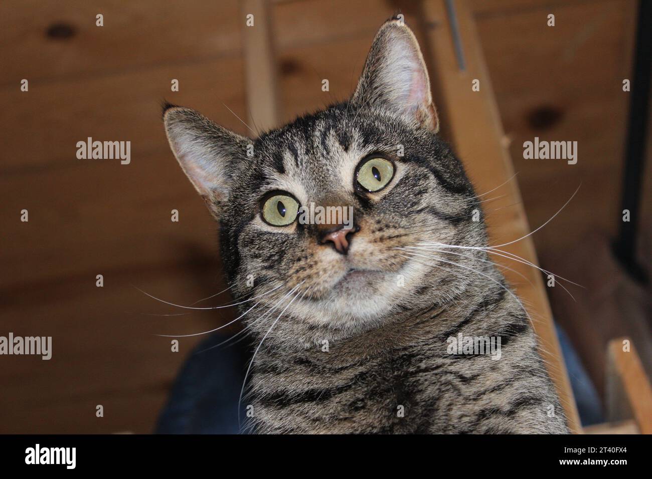 Un Tabby Cat che sembra sorridere per la telecamera Foto Stock