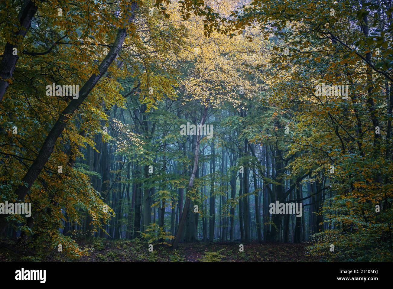 Ammira una foresta decidua con tronchi d'albero grigio scuro e inizia il colore autunnale delle foglie, splendido paesaggio panoramico nel nord della Germania, copia sp Foto Stock