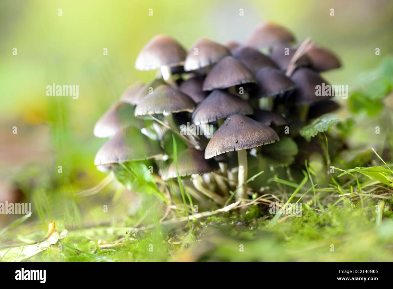 Gruppo di funghi (probabilmente Psathyrella pygmaea), funghi con cappellini marroni e steli cavi bianchi sottili in muschio verde in una foresta decidua, spazio per le copie, Foto Stock