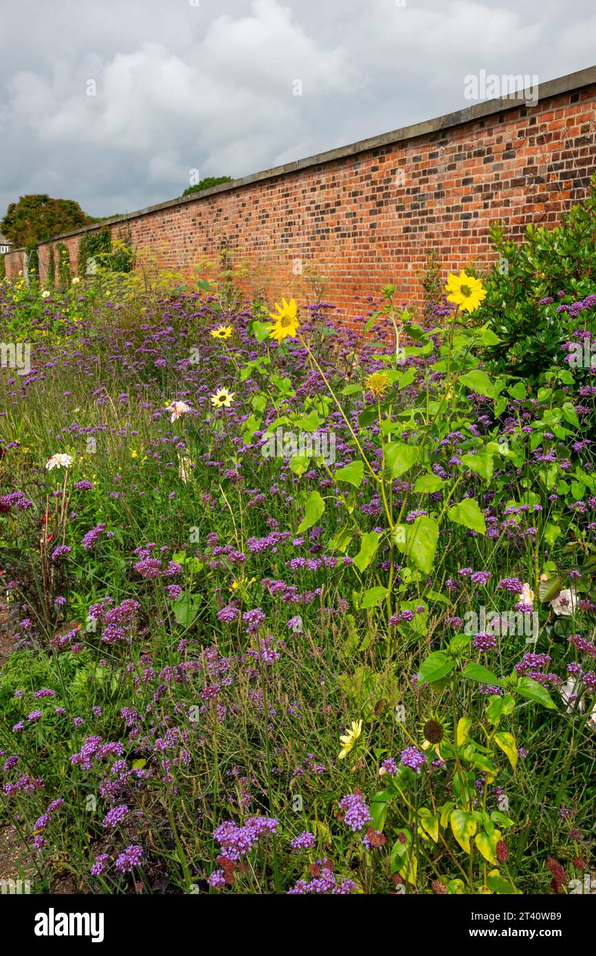 Girasoli che crescono attraverso la verbena Bonariensis viola presso RHS Bridgewater, Worsley, Manchester, Inghilterra. Foto Stock