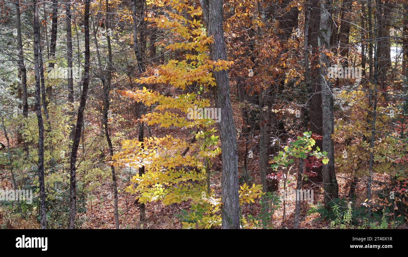 Una bella giornata autunnale nel bosco Foto Stock