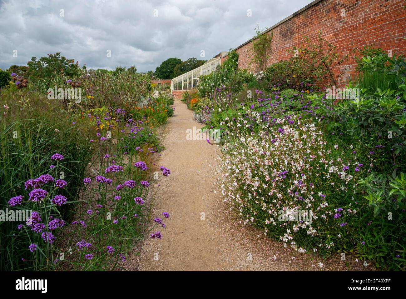 Impianto misto a Bridgewater, Worsley, Manchester, Inghilterra. Verbena Bonariensis viola e Gaura Lindheimeri bianco in primo piano. Foto Stock