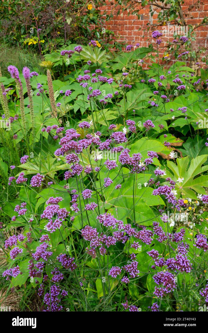 Verbena Bonariensis fiorì in un giardino murato in tarda estate con le grandi foglie di un Tetrapanax alle spalle. Foto Stock