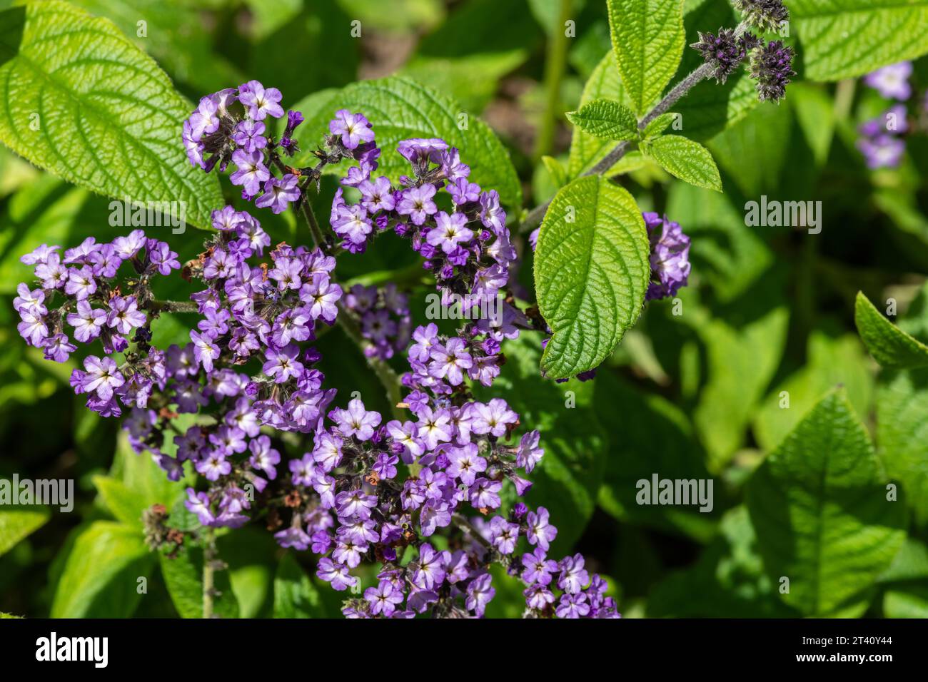 Primo piano dei fiori di eliotropio (eliotropio arborescens) in fiore Foto Stock