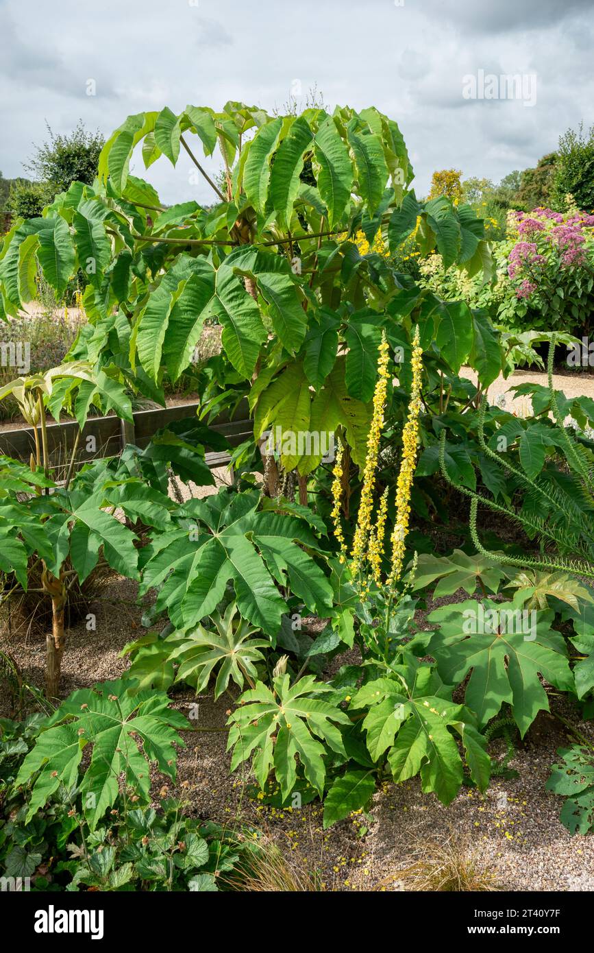 Tetrapanax Papyrifer Rex Growing presso RHS Bridgewater, Worsley, Manchester, Inghilterra. Foto Stock