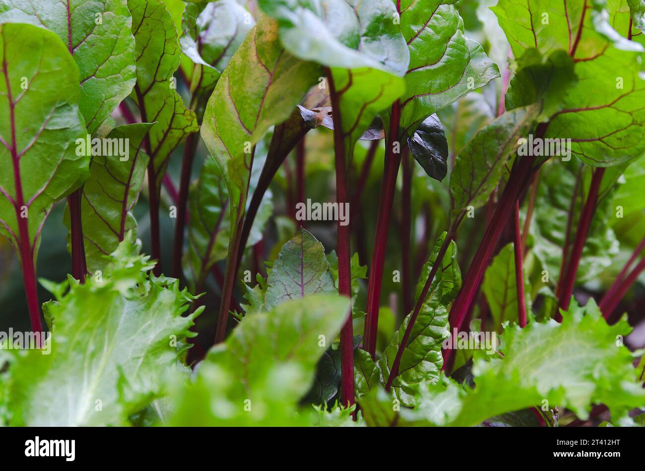 Primo piano delle foglie di barbabietole in un giardino urbano. Foto Stock