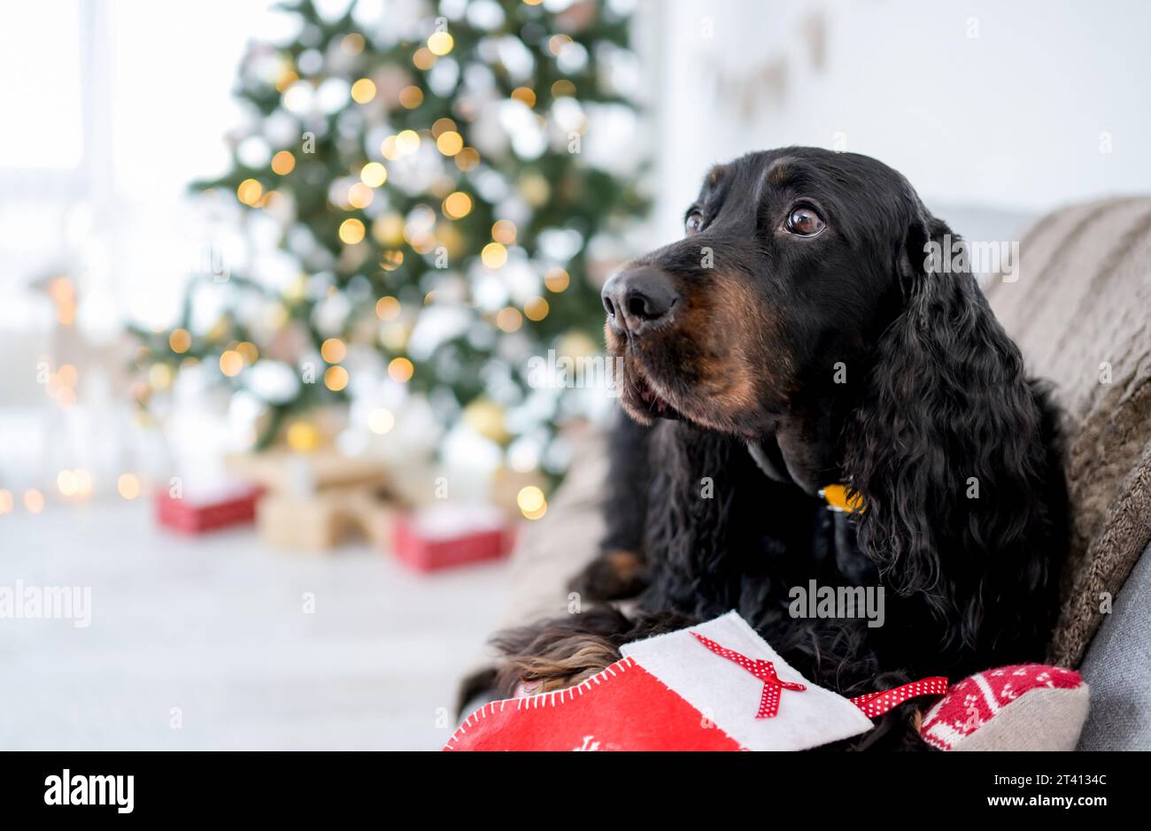 Carino cane da cucina nel periodo natalizio sdraiato sul divano con l'albero delle feste e le luci di Natale sullo sfondo. Cucciolo per le vacanze di Capodanno a casa Foto Stock