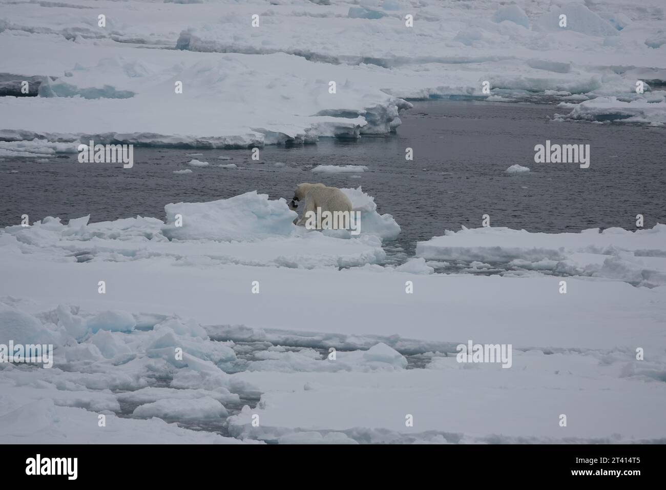Orso polare artico Foto Stock