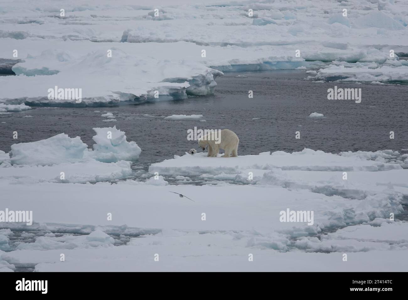 Orso polare artico Foto Stock