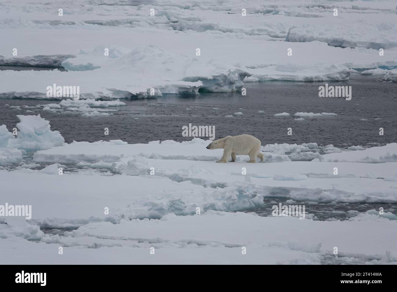 Orso polare artico Foto Stock