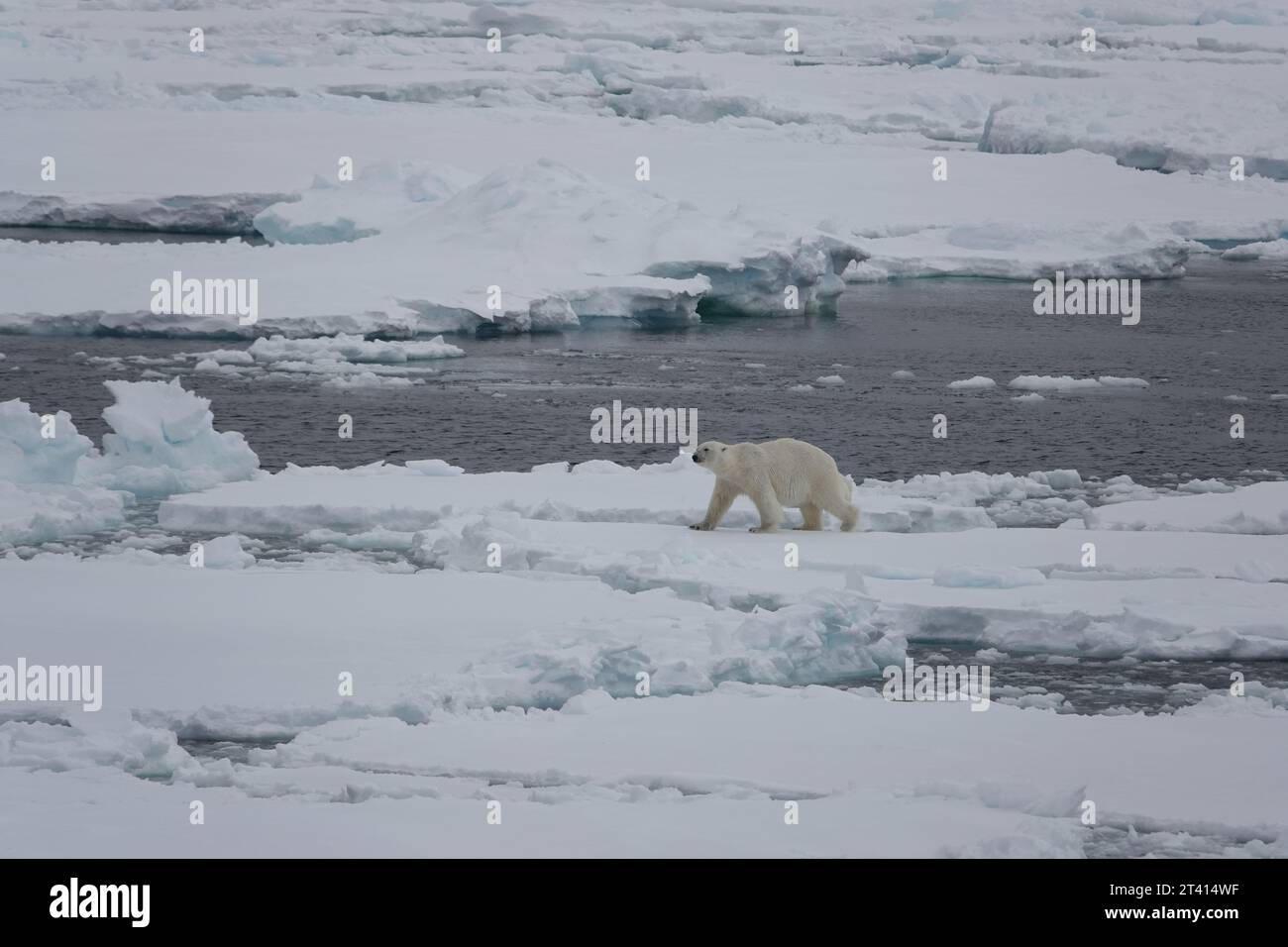 Orso polare artico Foto Stock