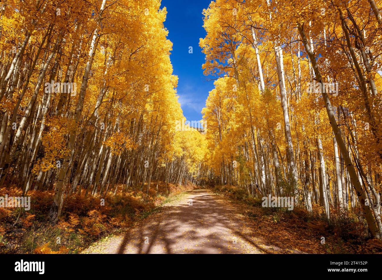 Strada sterrata attraverso gli alberi di Aspen autunnali in Colorado Foto Stock