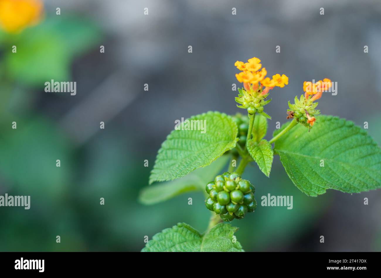 Messa a fuoco selettiva della bellissima lantana camara, fiore giallo di Lantana Foto Stock